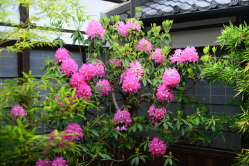 Rhododendron subg-2