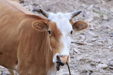 Cattle eating grass in the wild grass