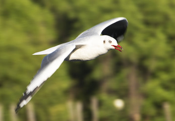 seagull