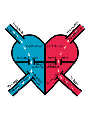 labeled blood flow in heart , arrows pointing direction of oxygenated and deoxygenated blood flow through heart