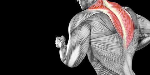 Human Male Body Anatomy Illustration with visible Muscles - obrazy, fototapety, plakaty