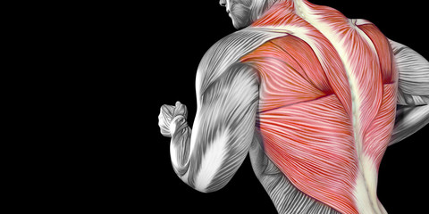 Human Male Body Anatomy Illustration with visible Muscles