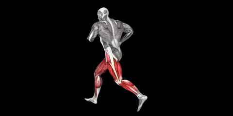 Fototapeta na wymiar Human Male Body Anatomy Illustration with visible Muscles