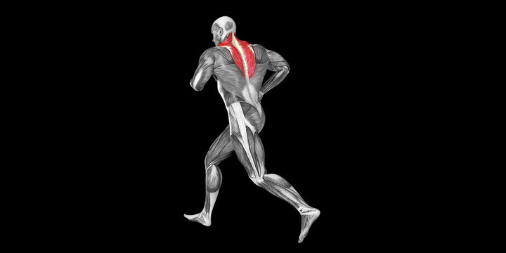 Human Male Body Anatomy Illustration with visible Muscles