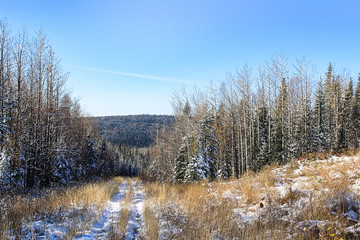 First snowfall in a poplar spruce forest with a bush road