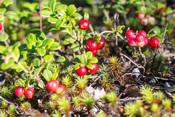 bushes of bilberry