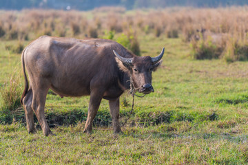 Thai young male baffalo standing in the field with morning sunlight