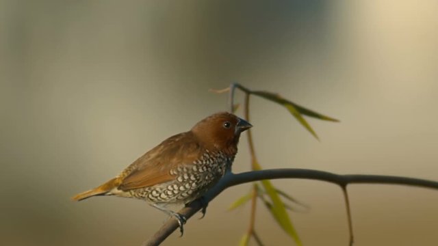 Munia Bird Flies Off Slow Motion 1500fps