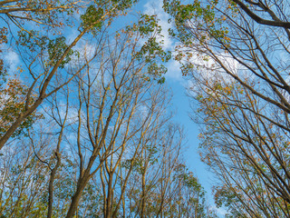 Rubber plantation and blue sky