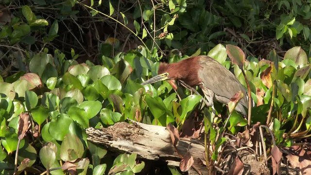 Rufescent Tiger-heron (Tigrisoma lineatum) preening between water hyacinth on Pixaim riveredge, Brazil.