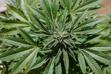 Marijuana Plant Growing Outdoors in California