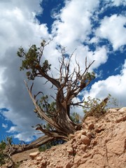 Tree alone in the desert, Santa Fe, New Mexico