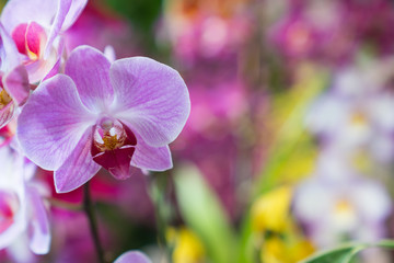 Fototapeta premium 胡蝶蘭 