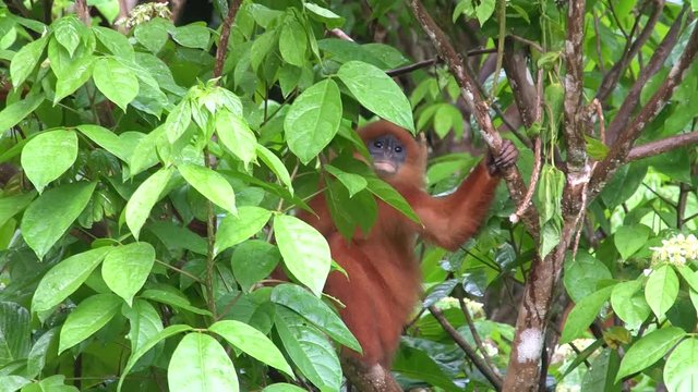 Red Monkey Leaf on Tree Branch