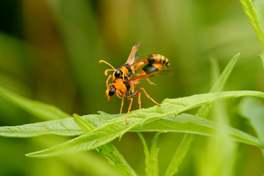 A pair of orange Potter Wasps 'Eumenes latreilli' mating.