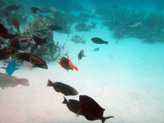 Sealife of Mystery Island, Aneityum, Vanuatu