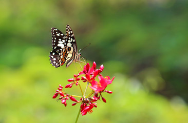 Closeup butterfly on flower,Butterfly on flower in tropical garden.