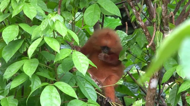 Red Monkey Leaf on Tree Branch