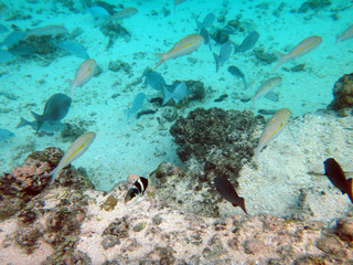 Fototapeta premium Sealife of Mystery Island, Aneityum, Vanuatu