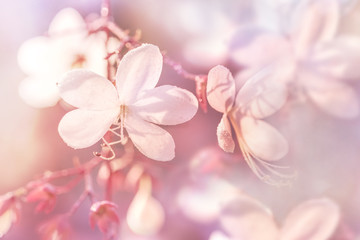 Fototapeta na wymiar soft focus of Beautiful white flowers (Clerodendrum wallichii,Nodding Clerodendron, Wallichiis Glorybower,Nutan Bleeding Heart,) in nature,Warm tone Pastel color