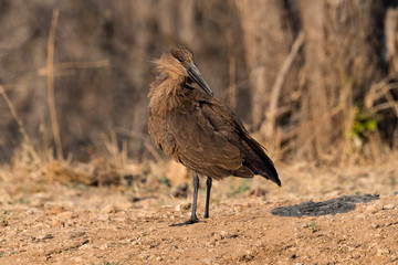 Hamerkop