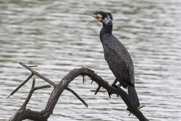 great cormorant that sits on the dry trunk of a tree standing in the water of a small pond
