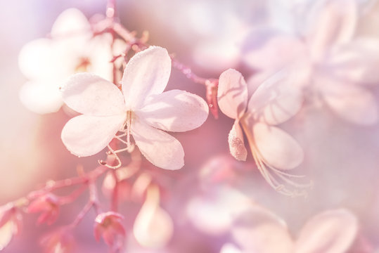 soft focus of Beautiful white flowers (Clerodendrum wallichii,Nodding Clerodendron, Wallichiis Glorybower,Nutan Bleeding Heart,) in nature,Warm tone Pastel color
