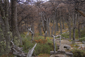 Forest in Patagonia, Argentina.