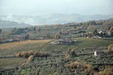 Fototapeta na wymiar Vineyard near Piglio a small medieval town in the Lazio region, Italy