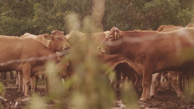 Schwenk &uuml;ber eine Kuhherde im Sonnenlicht 4k PRORES Footage