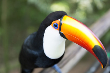Fototapeta premium Toco Toucan.