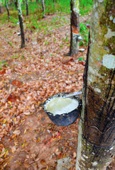 Rubber latex extracted from rubber tree in Thailand