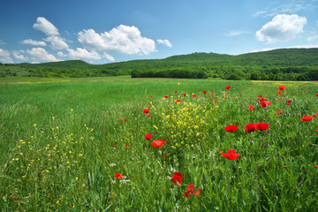 Spring flowers  in meadow.