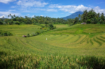 Fototapeta na wymiar Pupuan rice terraces in Bali, Indonesia