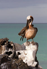 Brown Pelican (Pelecanus occidentalis urinator), Galapagos subspecies, preening on a rock at North Seymour Island