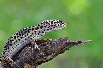 my Gecko