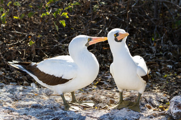 Pair of Nazca boobies (Sula granti) Genovesa Island, Galapagos Islands, Ecuador