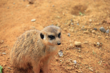 Curious Meerkat close-up
