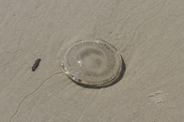 Fototapeta na wymiar Jellyfish on the beach.