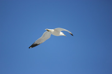 Flying seagull bird at florida beach