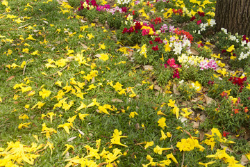 Beautiful flowers in spring.