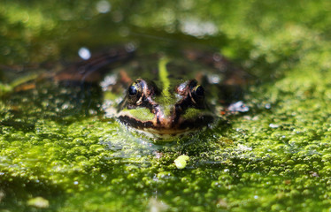 Frog / Pelophylax kl. esculentus