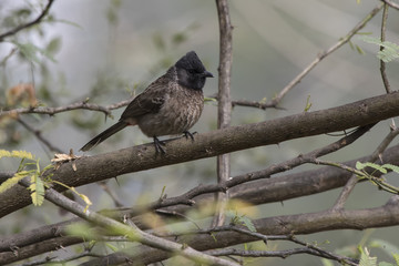 red-vented bulbul that sits on a dry branch of a tree on a cloudy winter day
