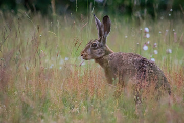 Hare / Lepus europaeus
