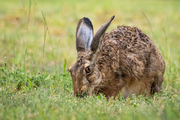 Hare / Lepus europaeus
