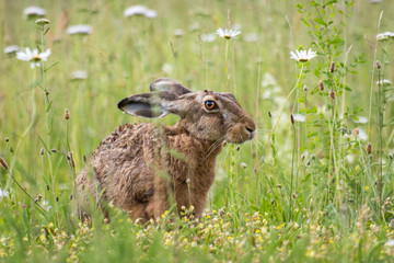 Hare / Lepus europaeus © Marc Scharping