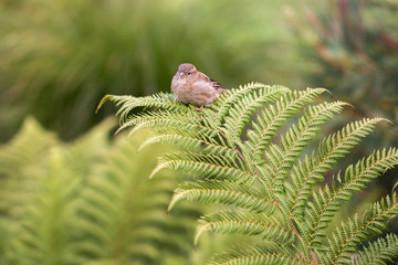 Sparrow on a fern frond in Christchurch Botanical Garden