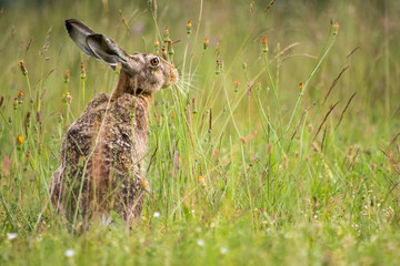 Hare / Lepus europaeus