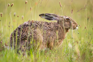 Hare / Lepus europaeus