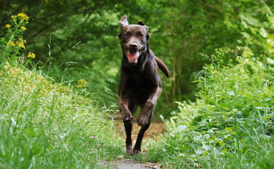 Labrador